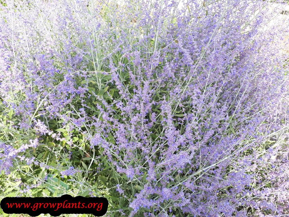 Russian sage plant care