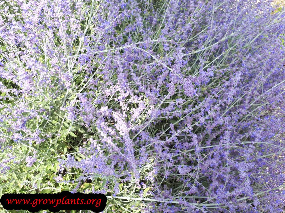 Growing Russian sage plant