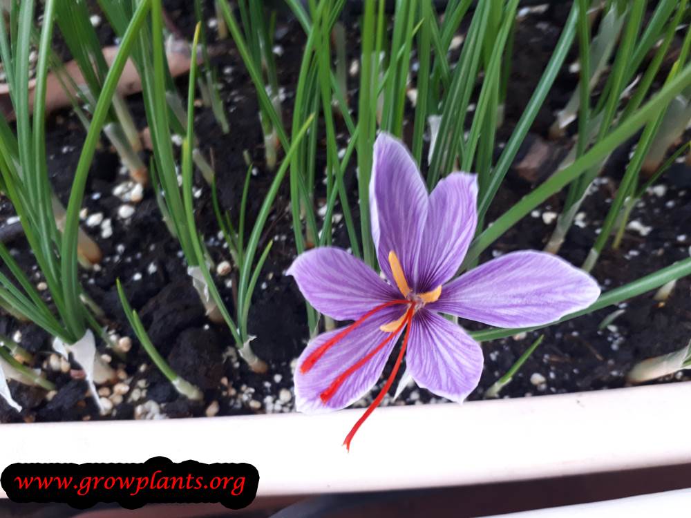 Saffron flower season