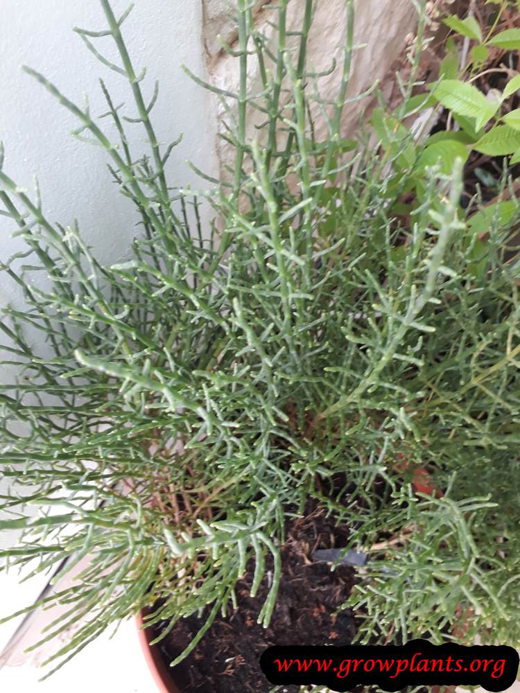 Salicornia europaea plant care