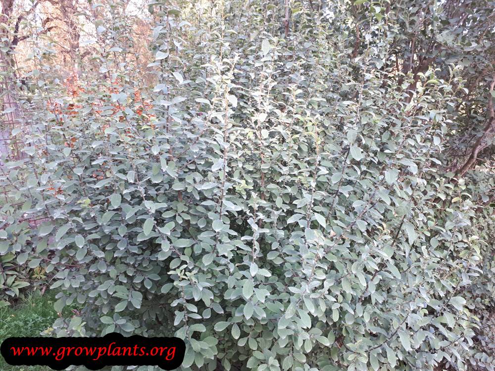 Salix repens plant care