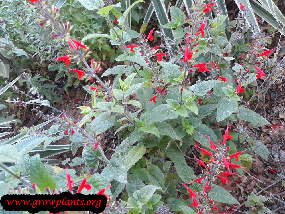 Salvia coccinea plant care