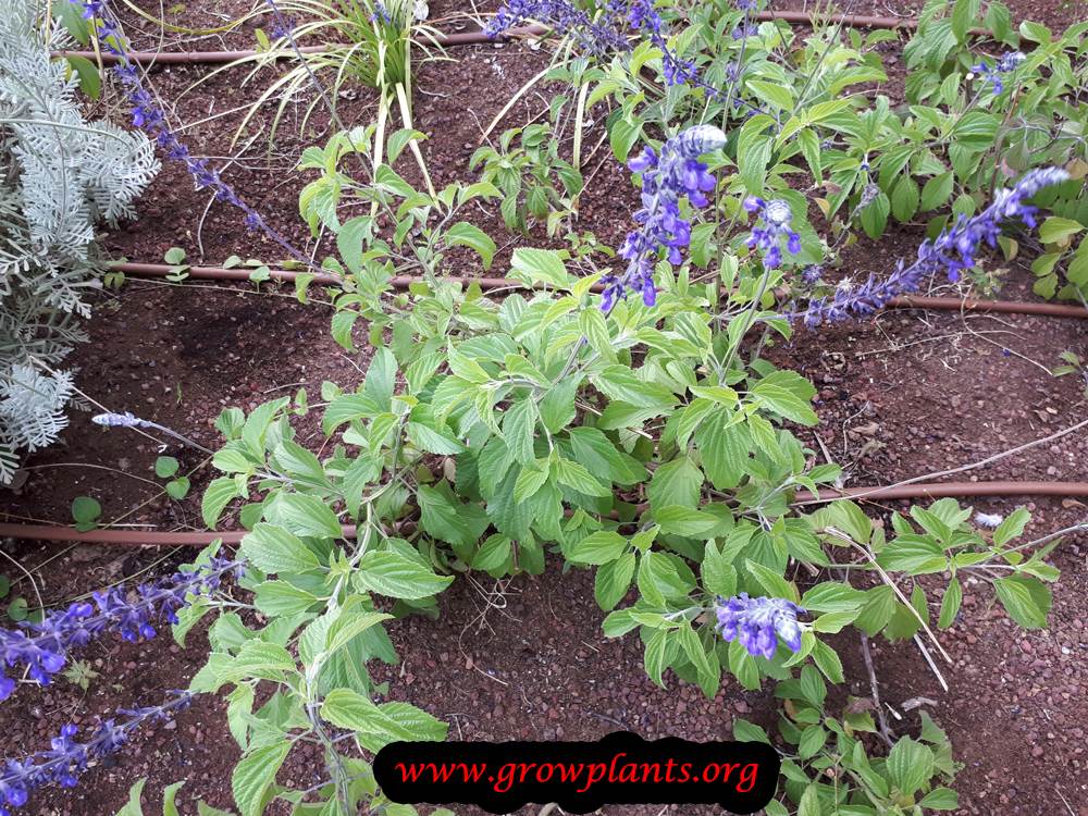Growing Salvia farinacea