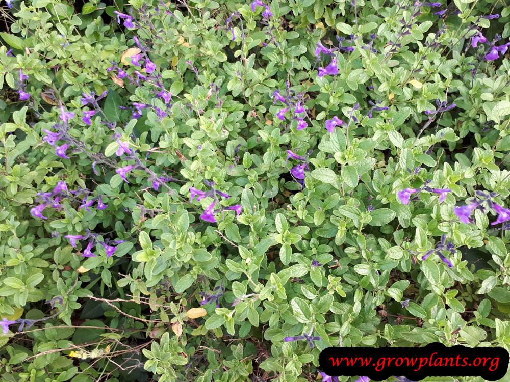 Salvia greggii plant care
