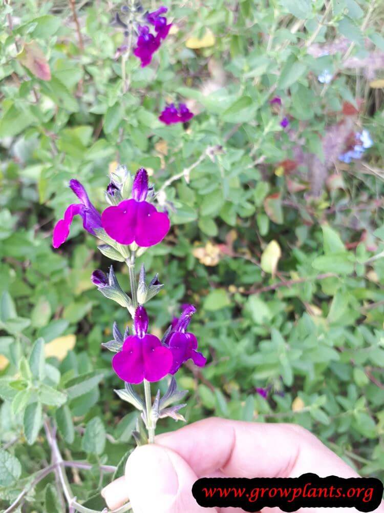 Salvia greggii blooming