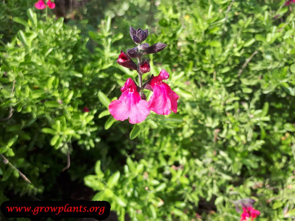 Salvia jamensis flowers