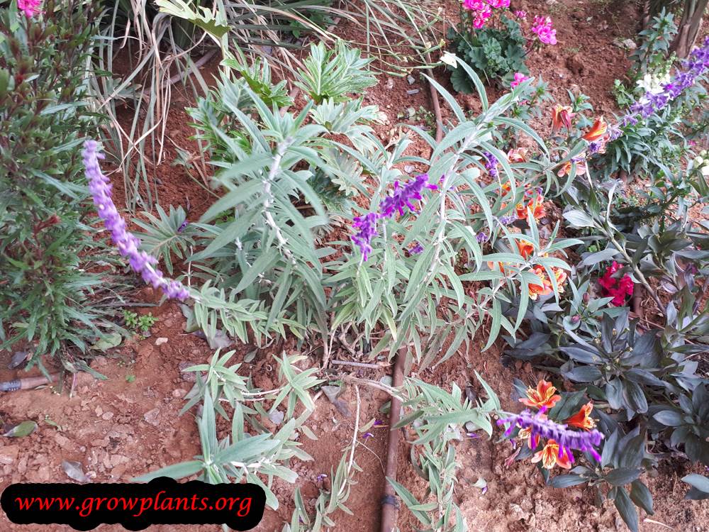 Salvia leucantha plant