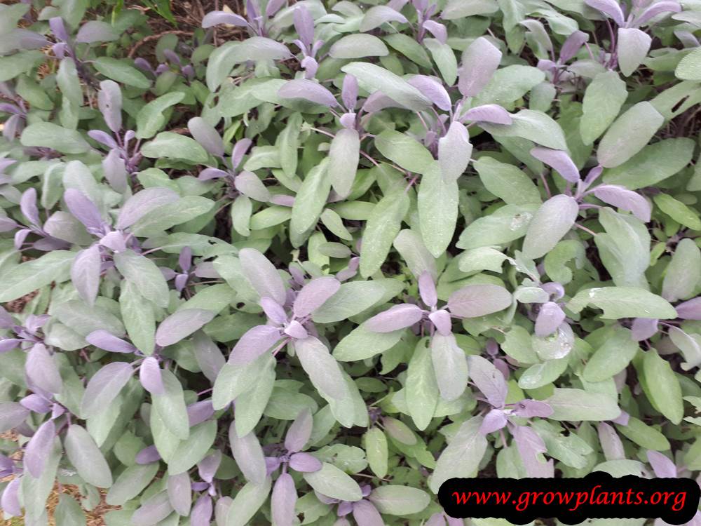Salvia officinalis purpurea leaves