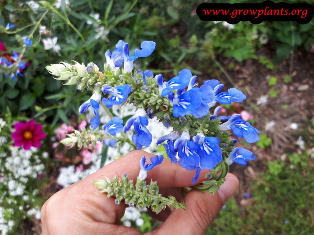 Salvia uliginosa flowers