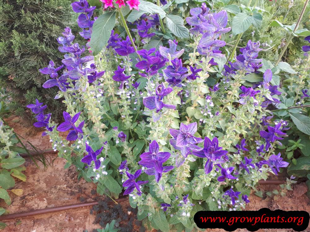 Salvia viridis purple flowers