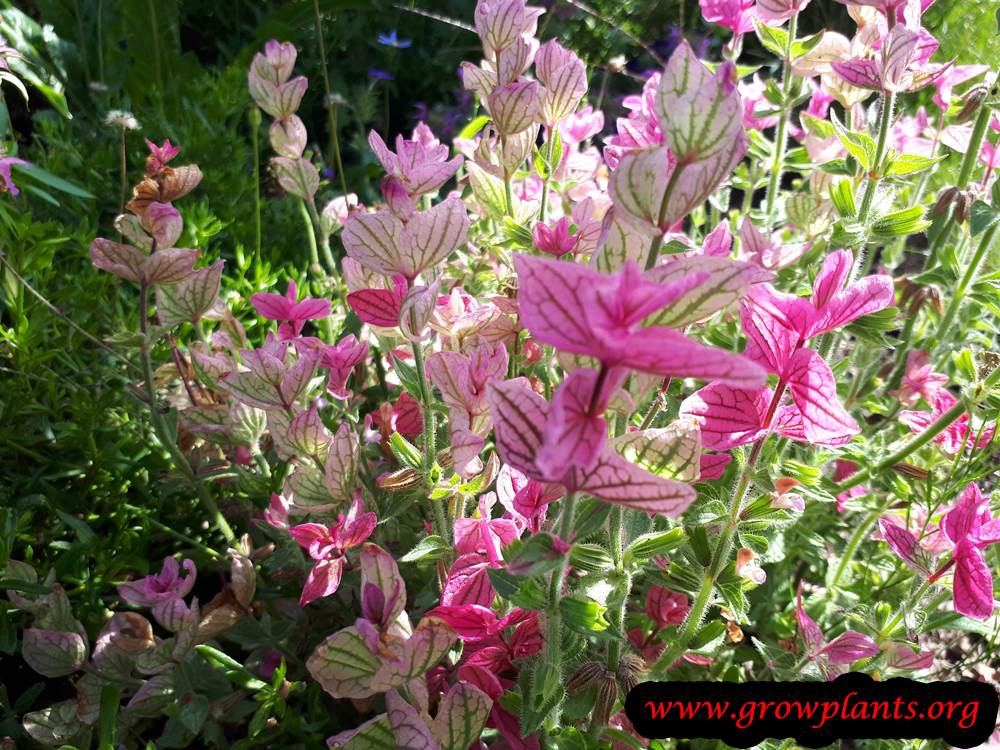 Salvia viridis pink flowers