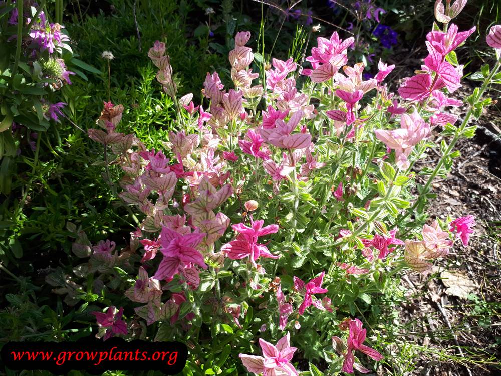 Salvia viridis plant care