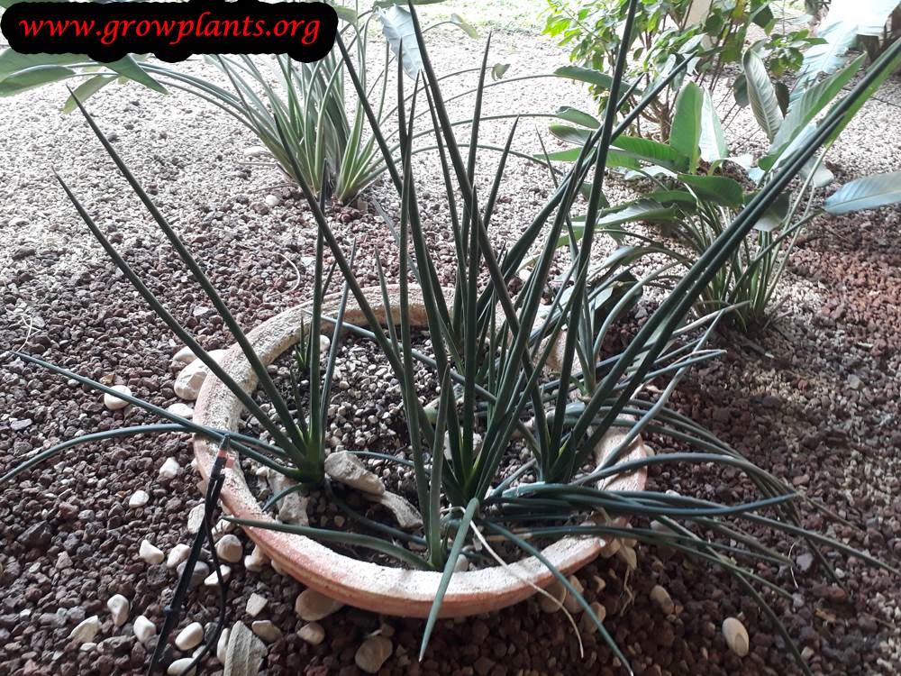 Sansevieria cylindrica growing condition