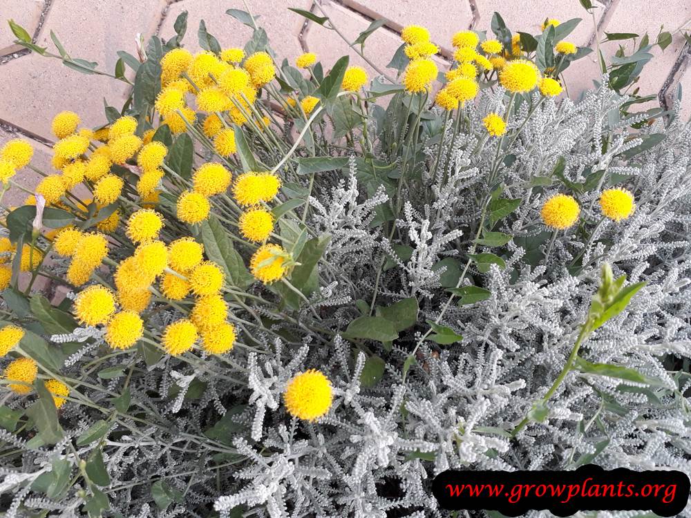 Santolina chamaecyparissus plant care