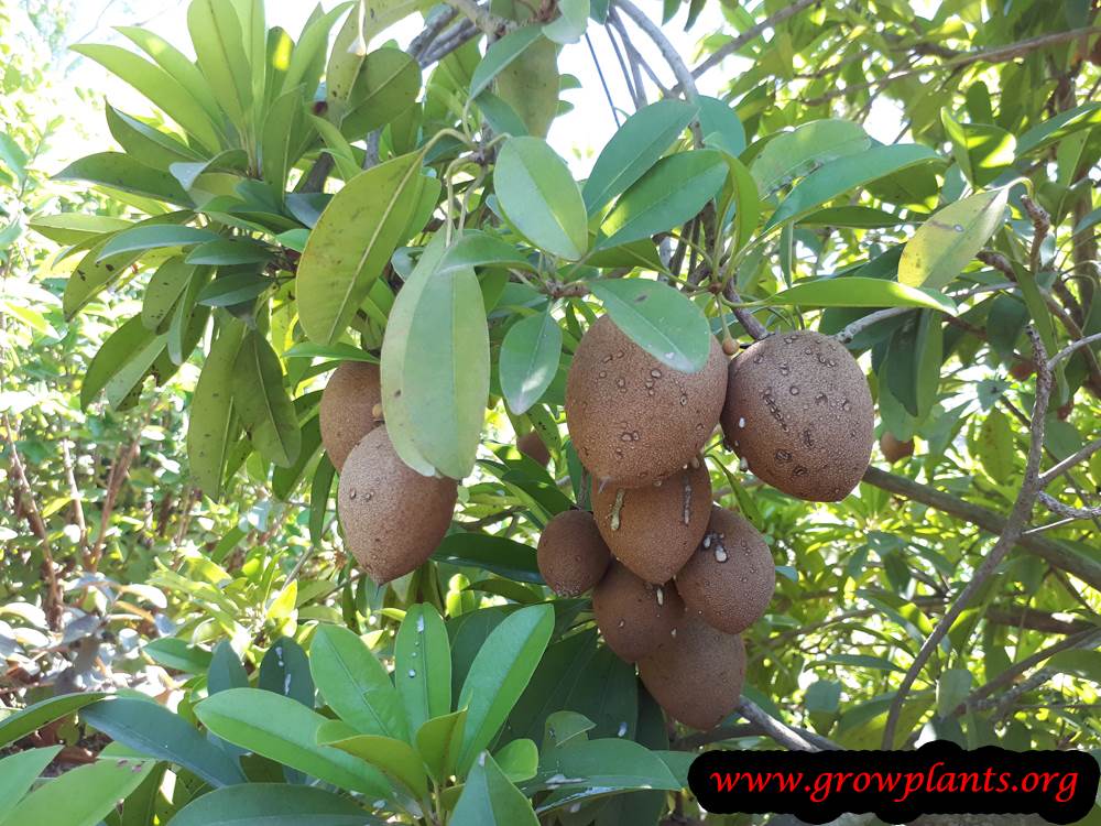 Sapodilla tree fruits season