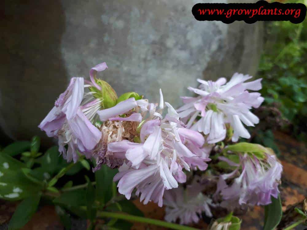 Saponaria officinalis
