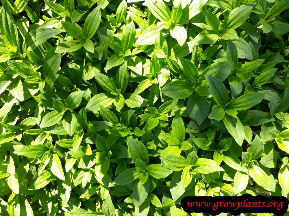 Saponaria officinalis plant