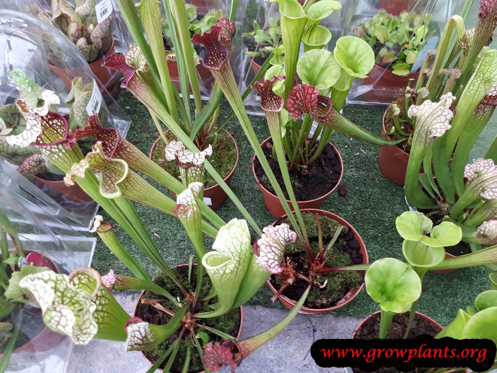Growing Sarracenia plant