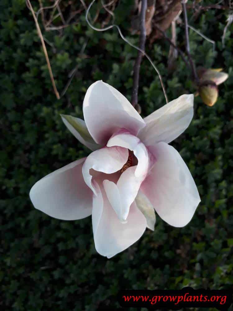 Saucer magnolia tree care