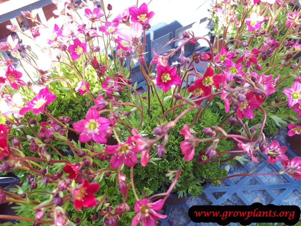 Saxifraga arendsii flower