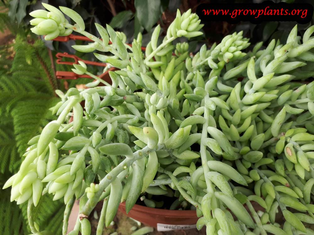 Sedum morganianum plant