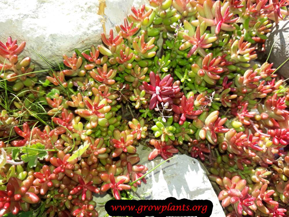 Sedum rubrotinctum succulent