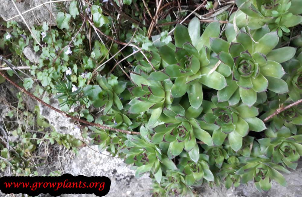 Sempervivum tectorum plant care