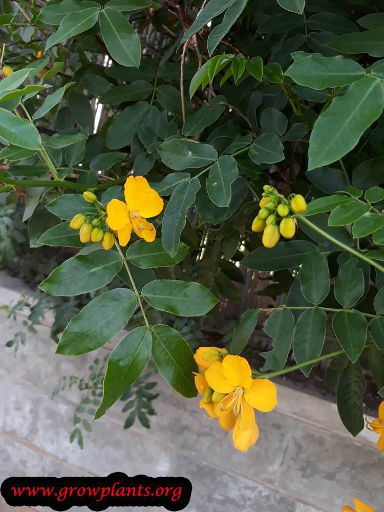 Senna corymbosa plant care