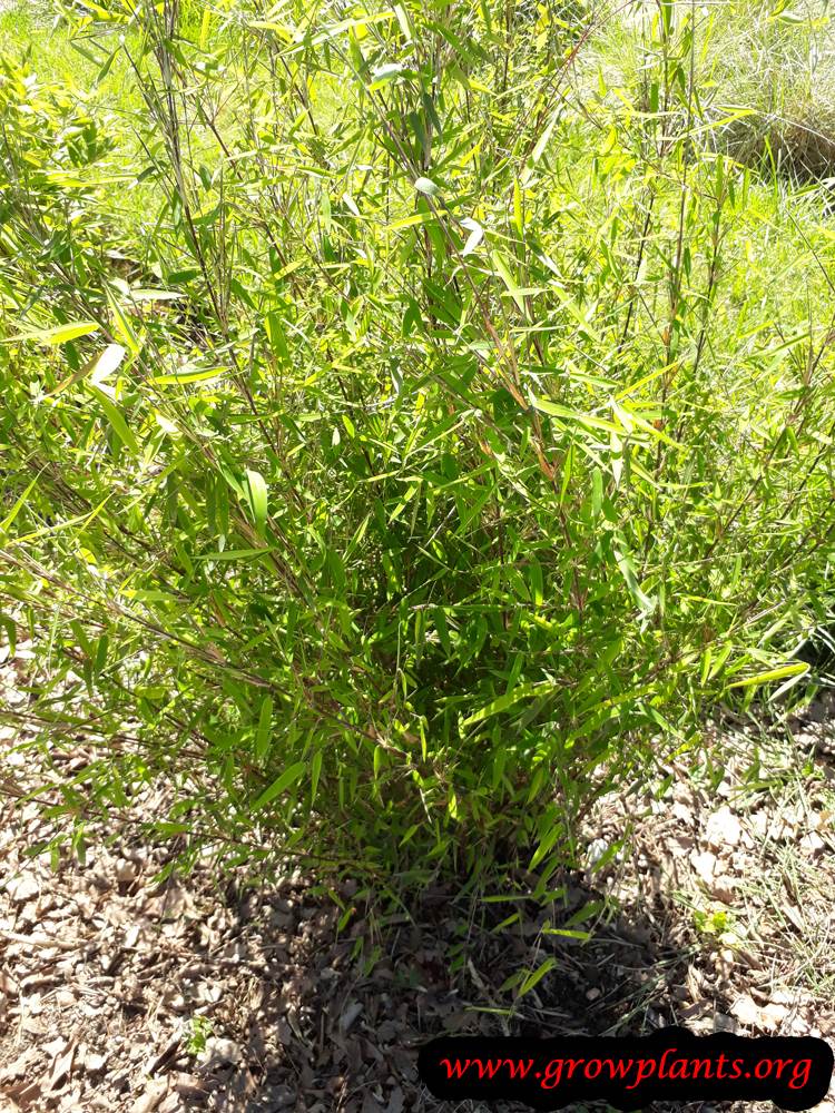 Shibataea kumasaca plant care