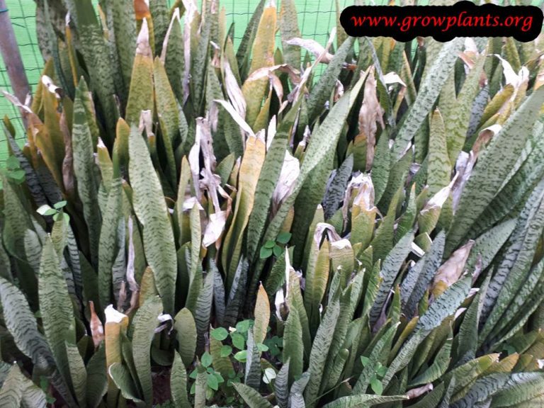 Snake Plant - How To Grow & Care