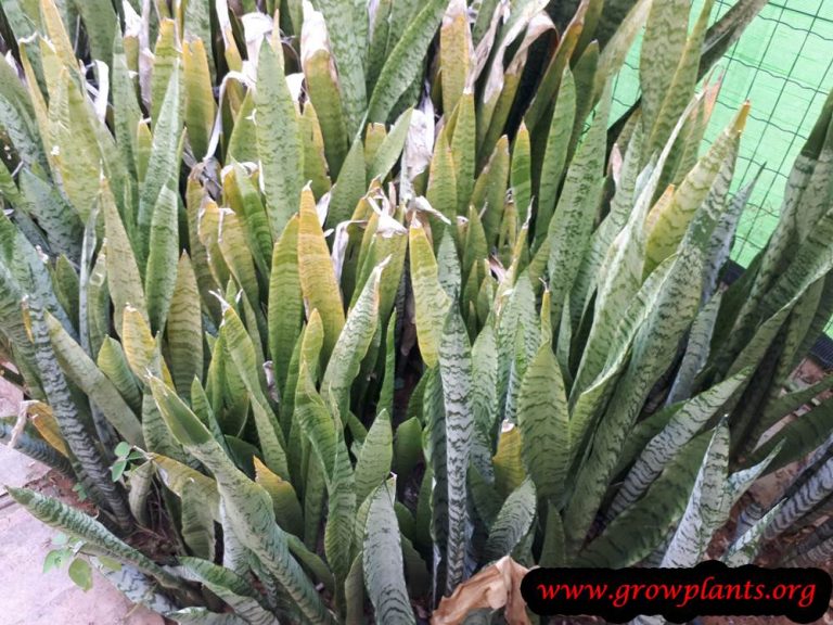 Snake plant - How to grow & care