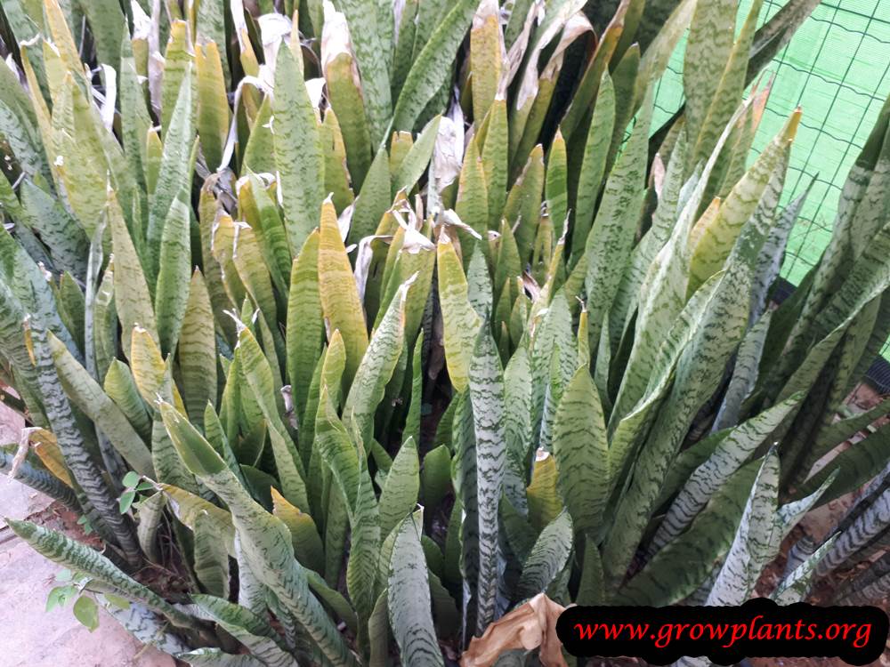 Snake plant grow and care