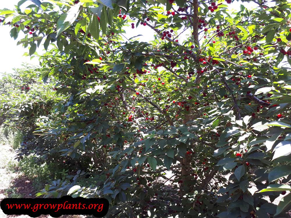 Sour cherry tree harvest fruits