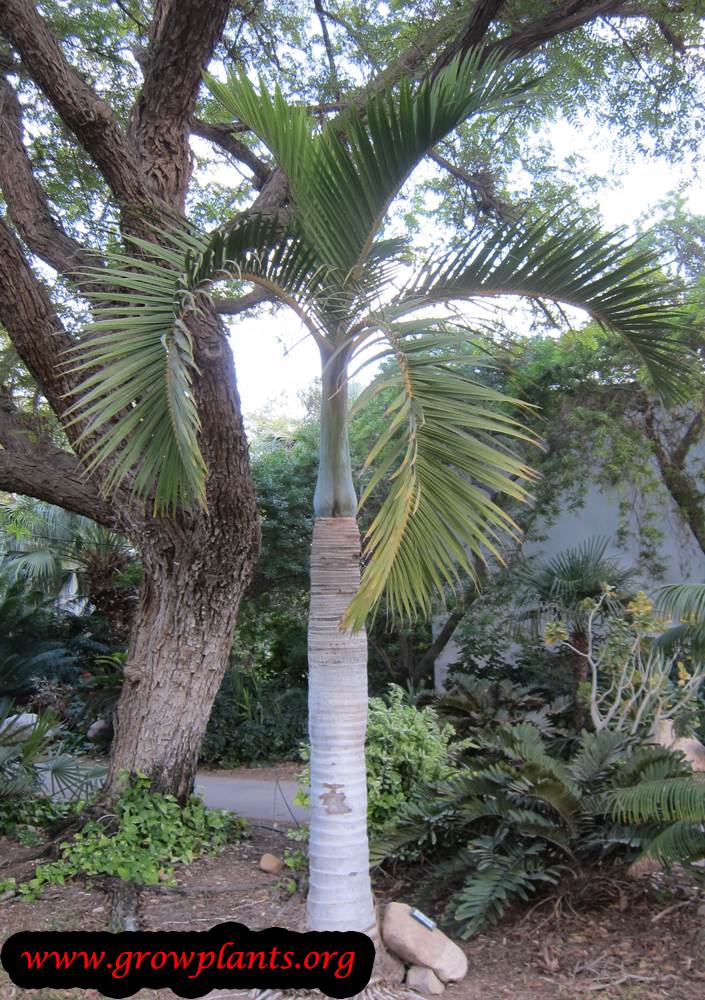 Spindle palm plant care