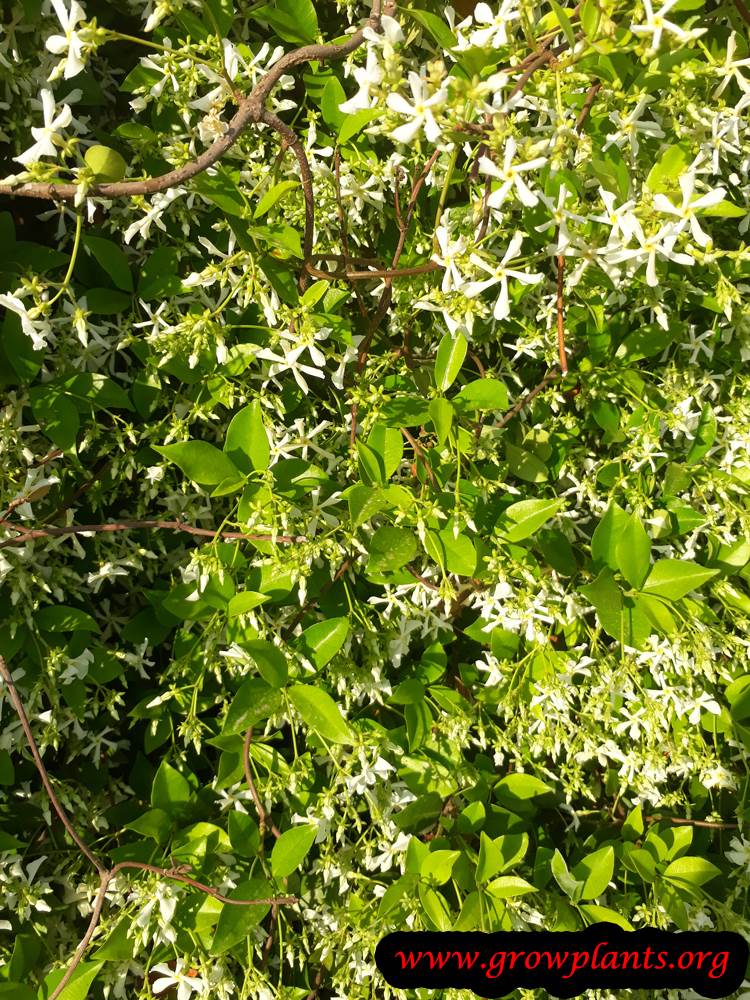 Star jasmine bloom season