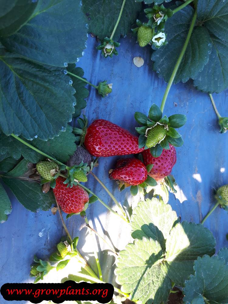 Strawberry plant growing ideas