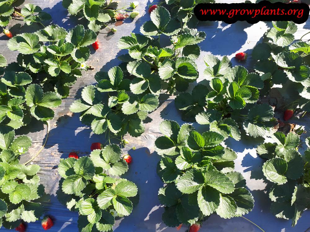 Growing Garden strawberry