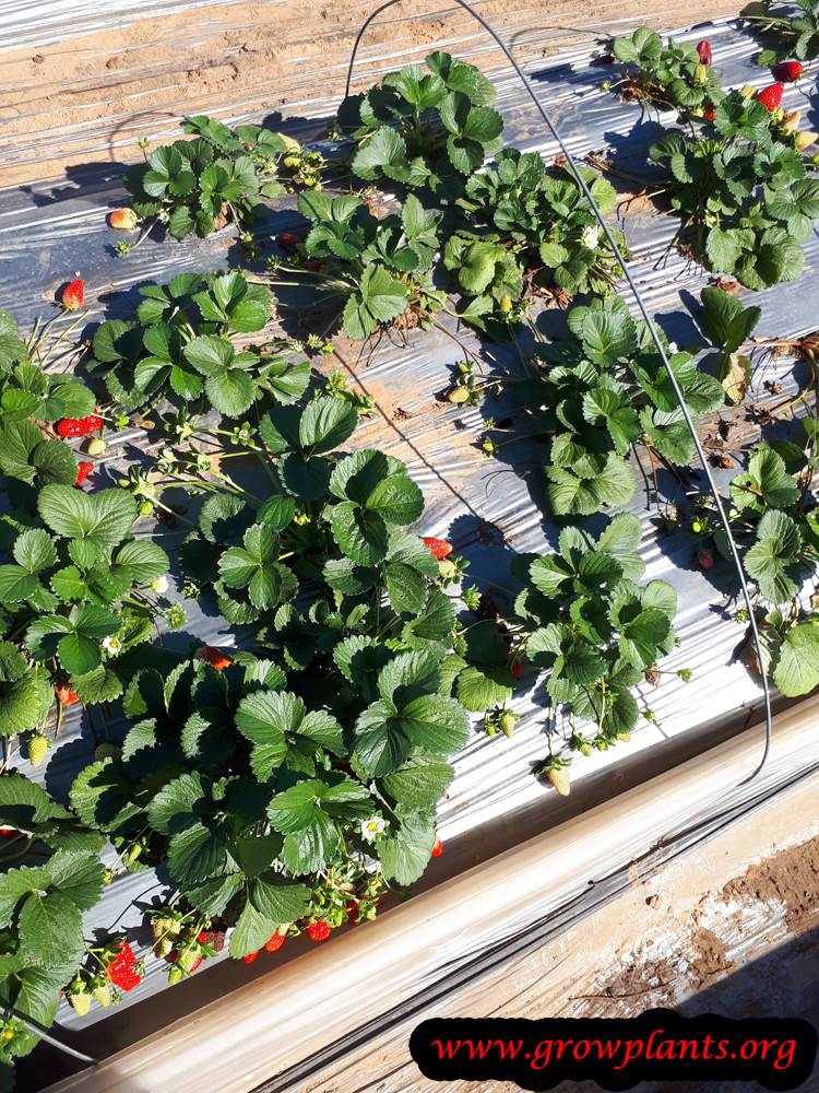 Growing information about strawberries