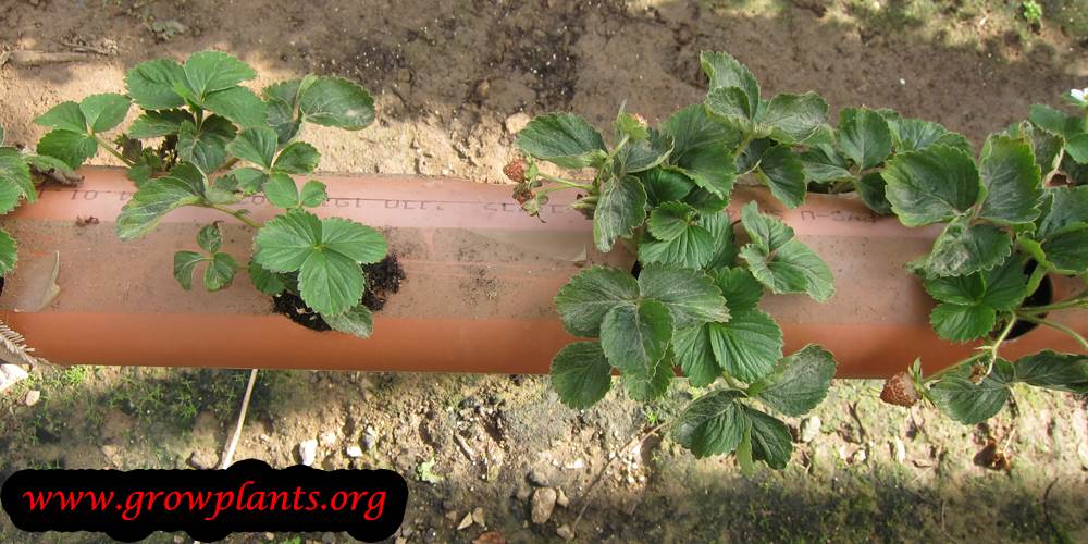 Growing Garden strawberry on pipes