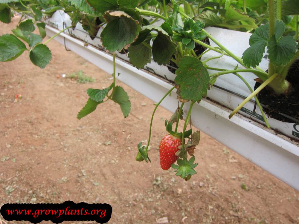 Strawberries fruits season