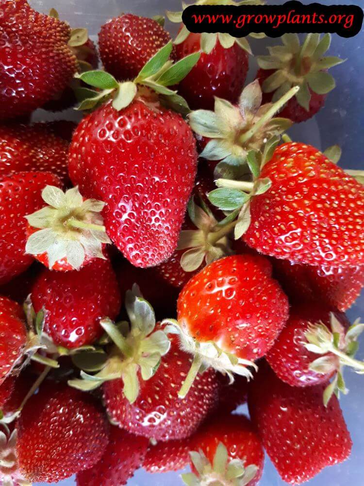 Strawberry plant harvest fruits