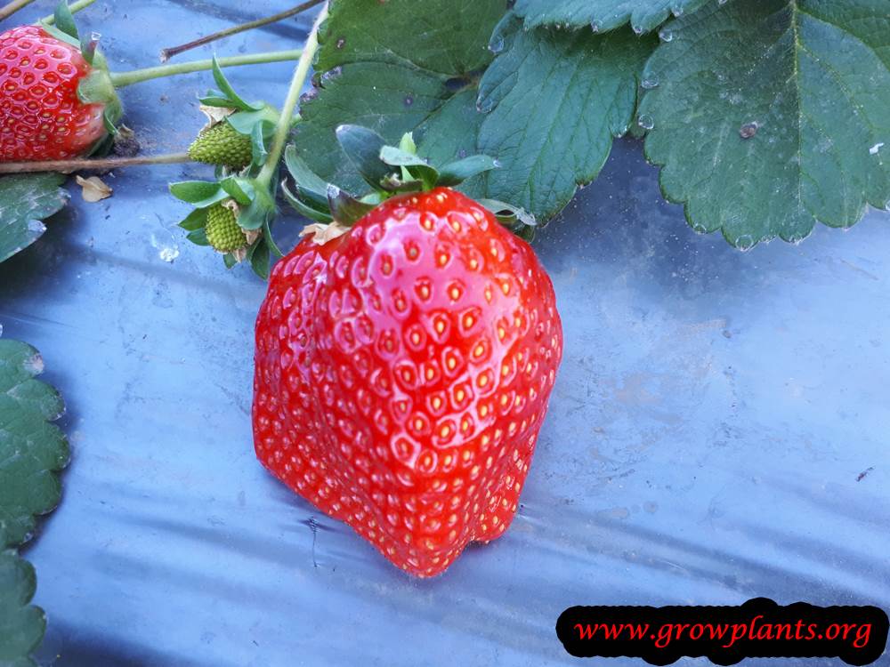 Strawberries harvest