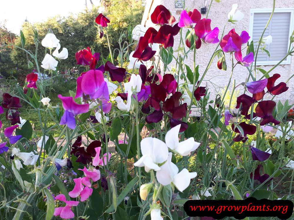 Sweet pea plant flowers in different colors
