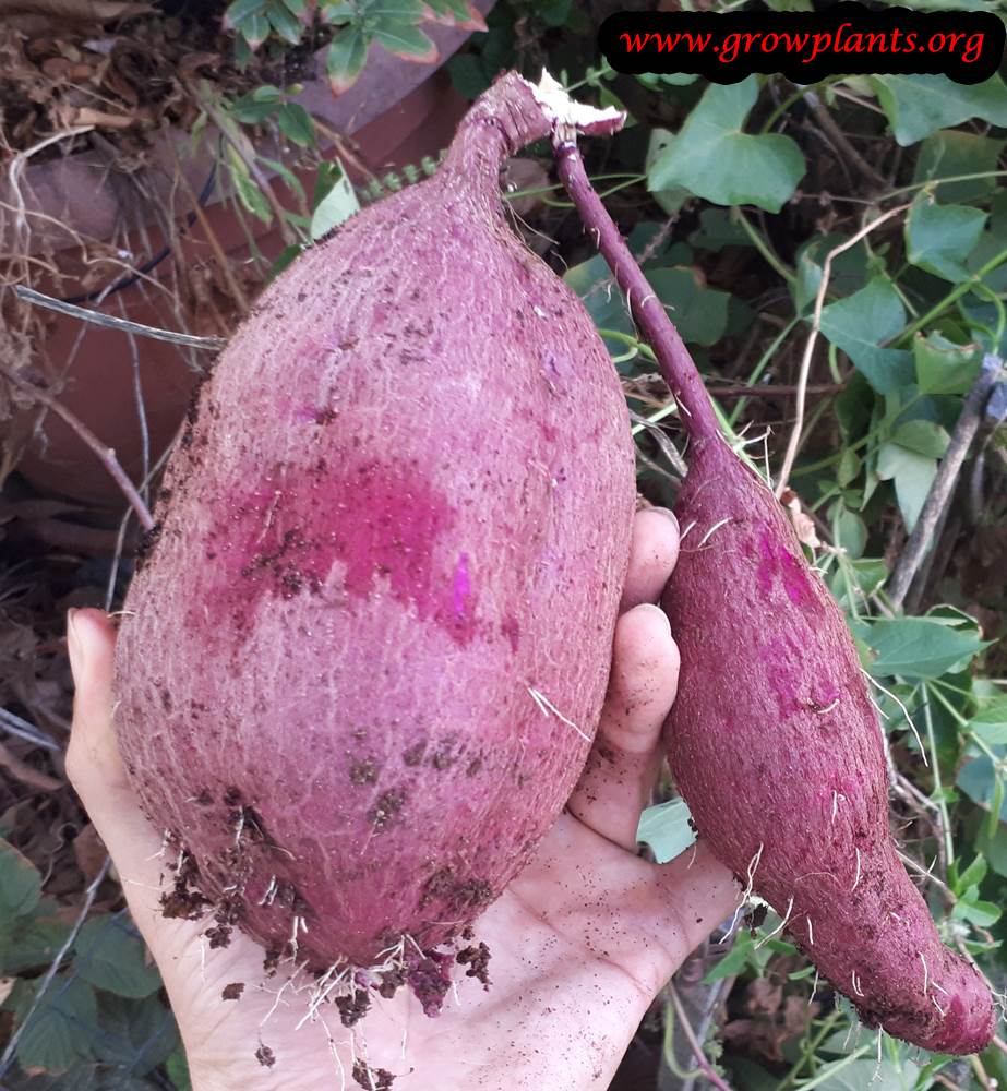 Purple Sweet potato Harvest season
