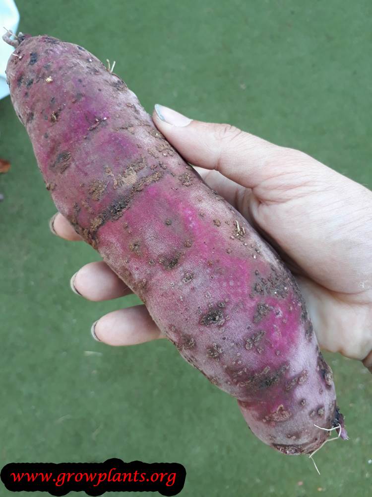 Purple Sweet potato plantain season