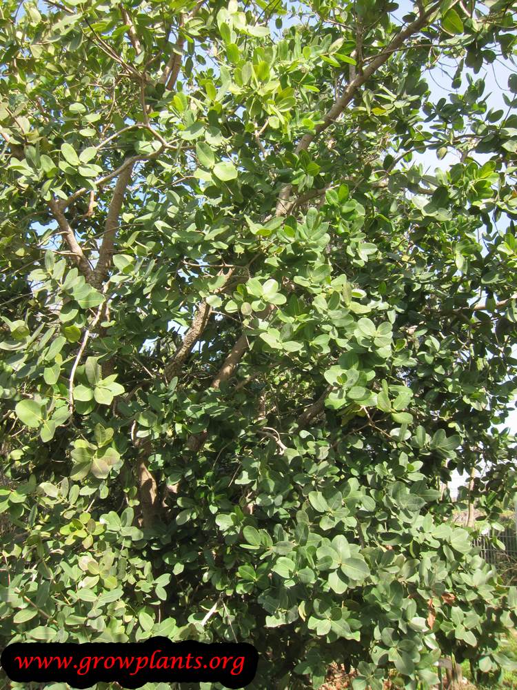 Syzygium cordatum tree care
