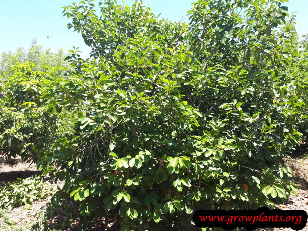 Syzygium cumini plant care