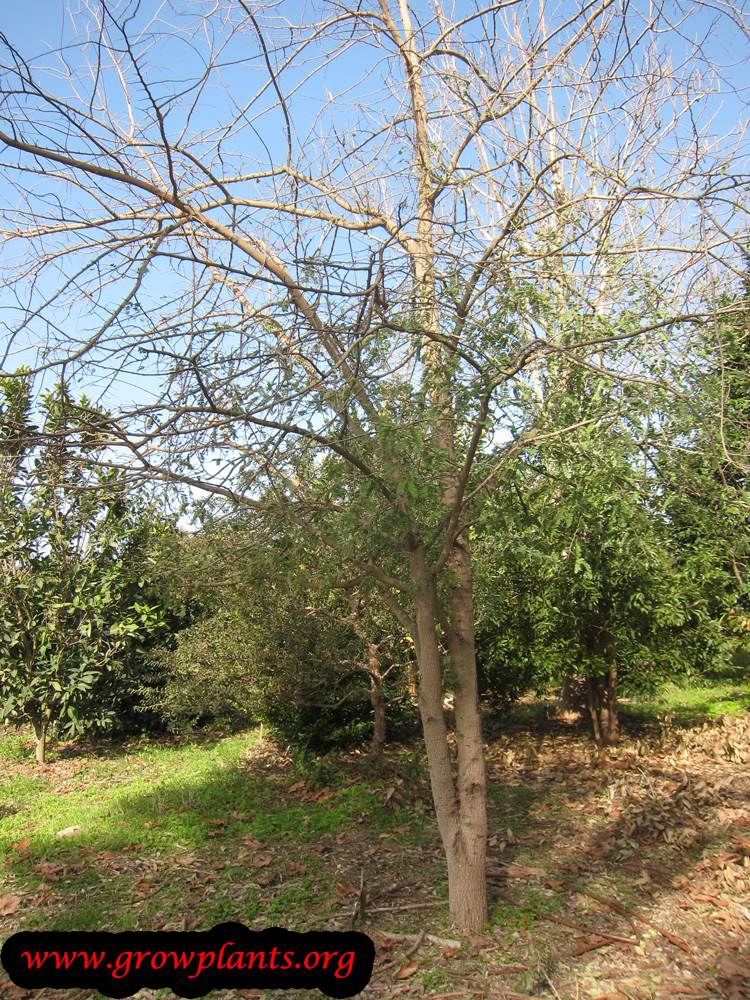 Tamarind tree seasons