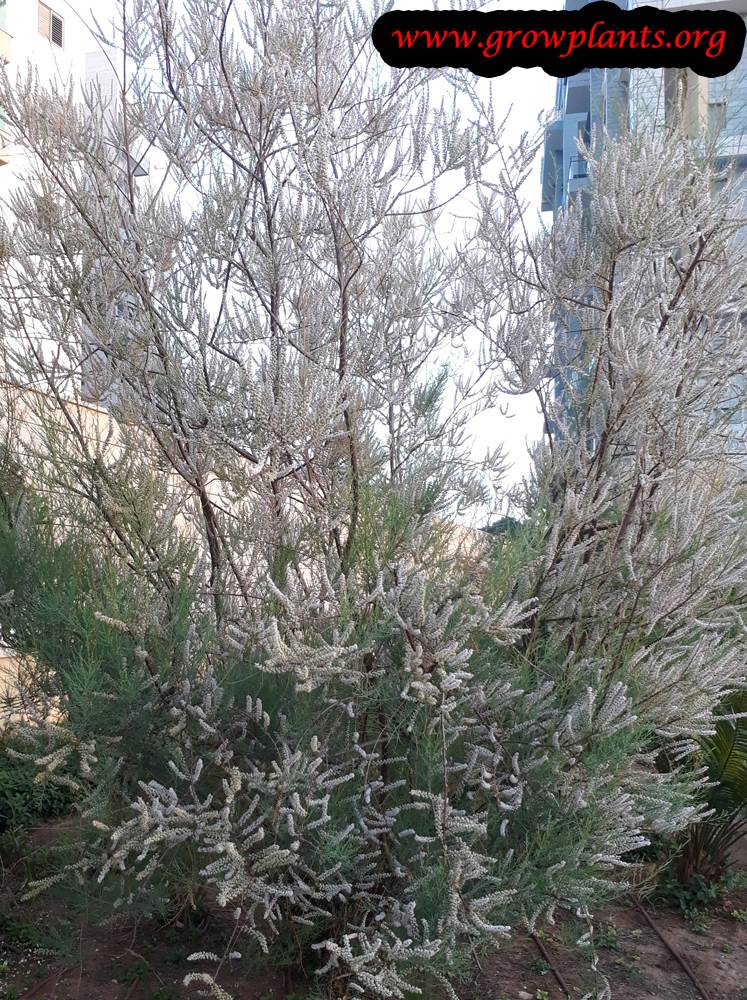 Tamarix aphylla plant