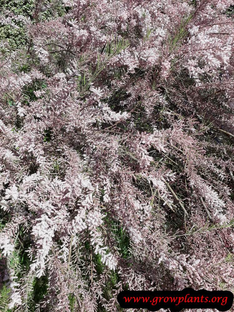 Tamarix parviflora flowers